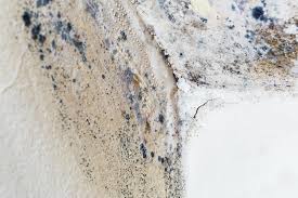 Mold Remediation for Vacation Homes in Colton, CA